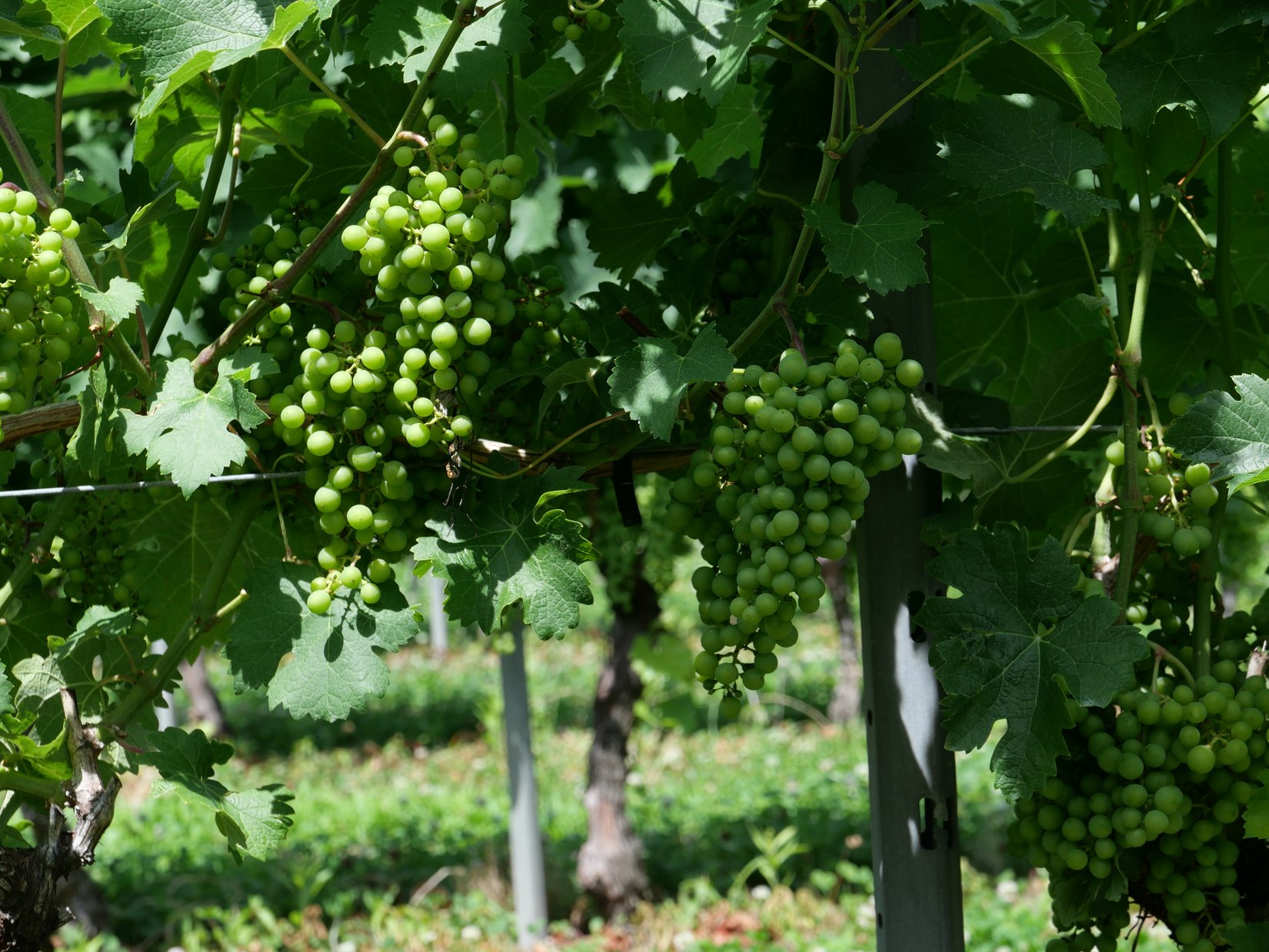 Bunches of green grapes growing on sunlit vines