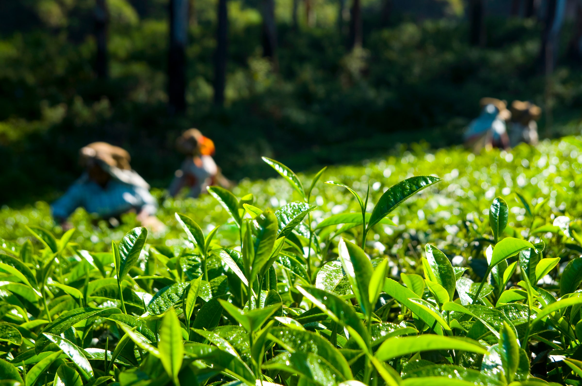 Tea leaves with pickers in the background — illustrative image